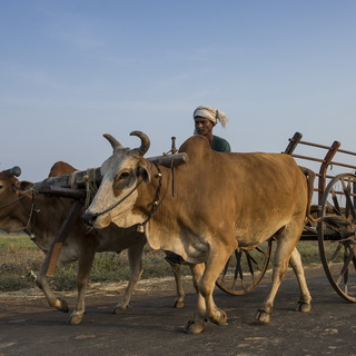 Tadoba - Ox wagon